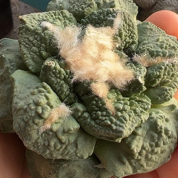 春***天龟甲牡丹121无根的仙人球