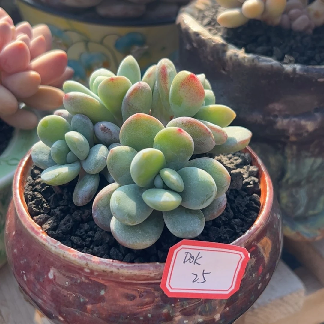 多肉植物多肉植物