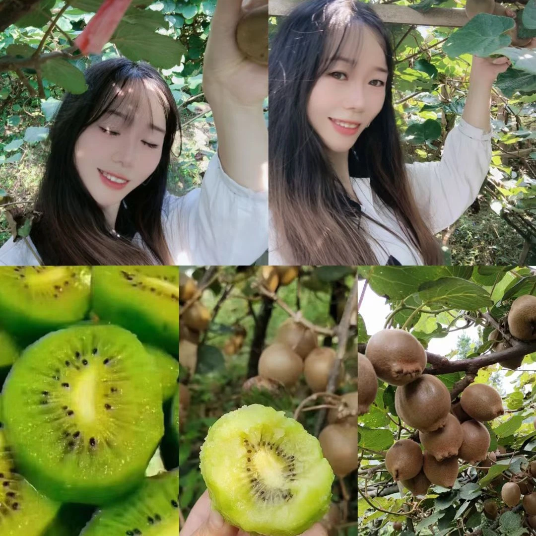 湖南小沙江良品一号绿心猕猴桃新鲜采摘香甜应季水果产地直发