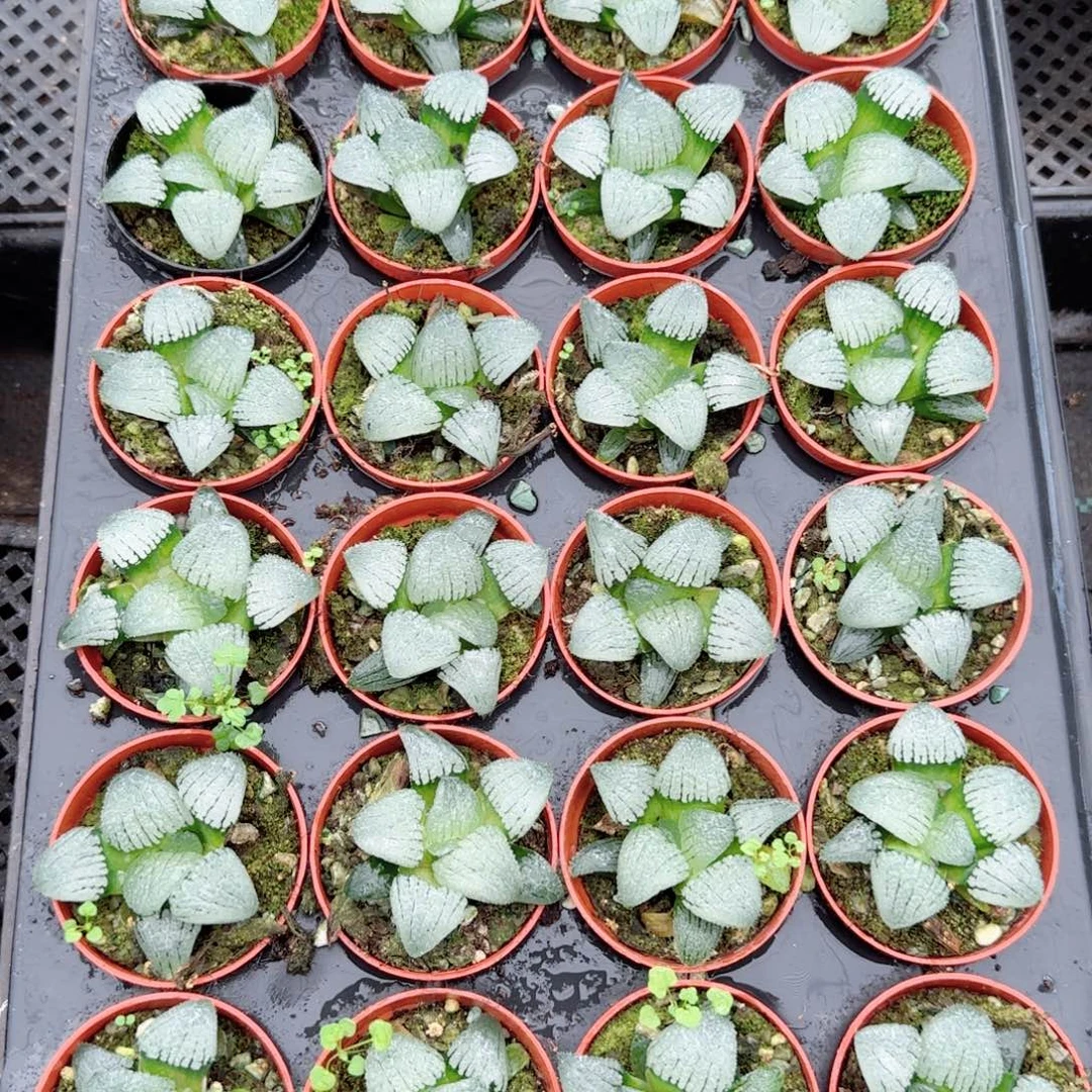天空之境多肉植物一颗