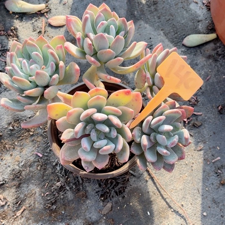 晨语多肉一物一拍140