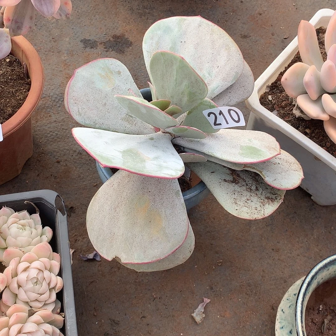 210 一物一拍多肉！