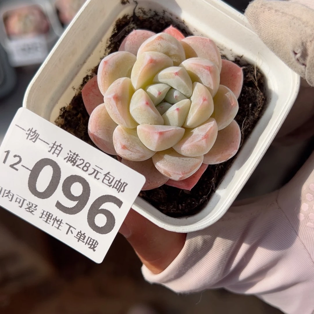 冰玉，多肉多肉多肉多肉