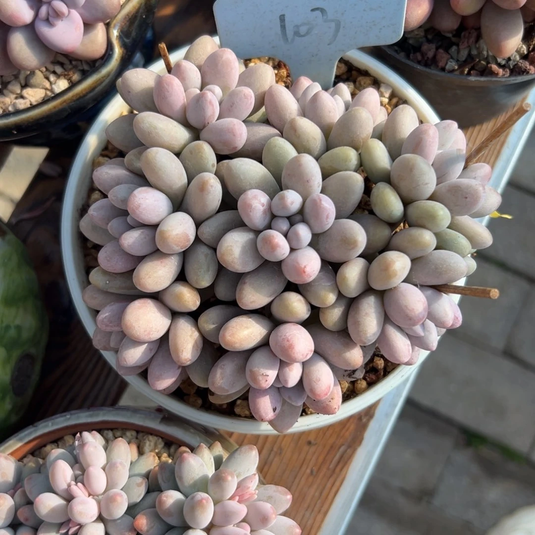 叶***橱多肉植物一物一拍