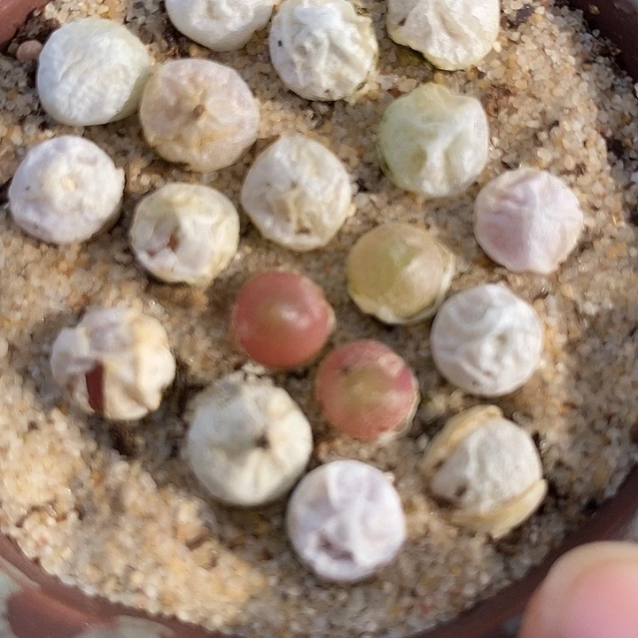 20503哈莫灯泡一颗