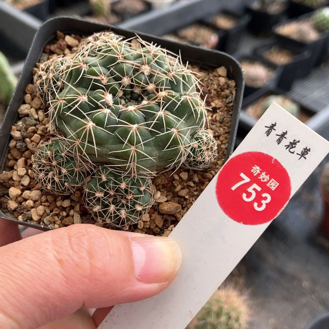 罗星群一颗仙人球