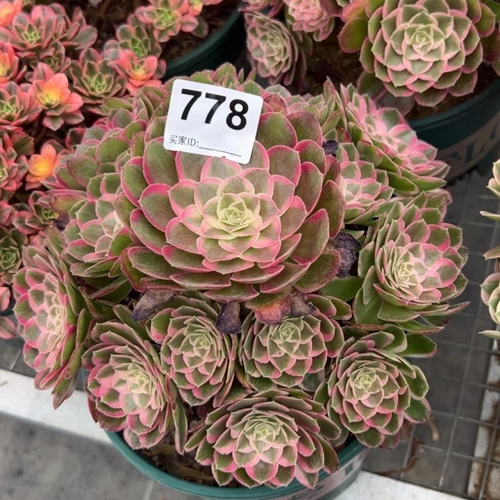 778孔雀翎20厘米左右