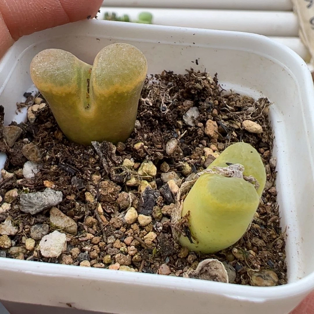 ?**?3.9好看的多肉脱土发货814