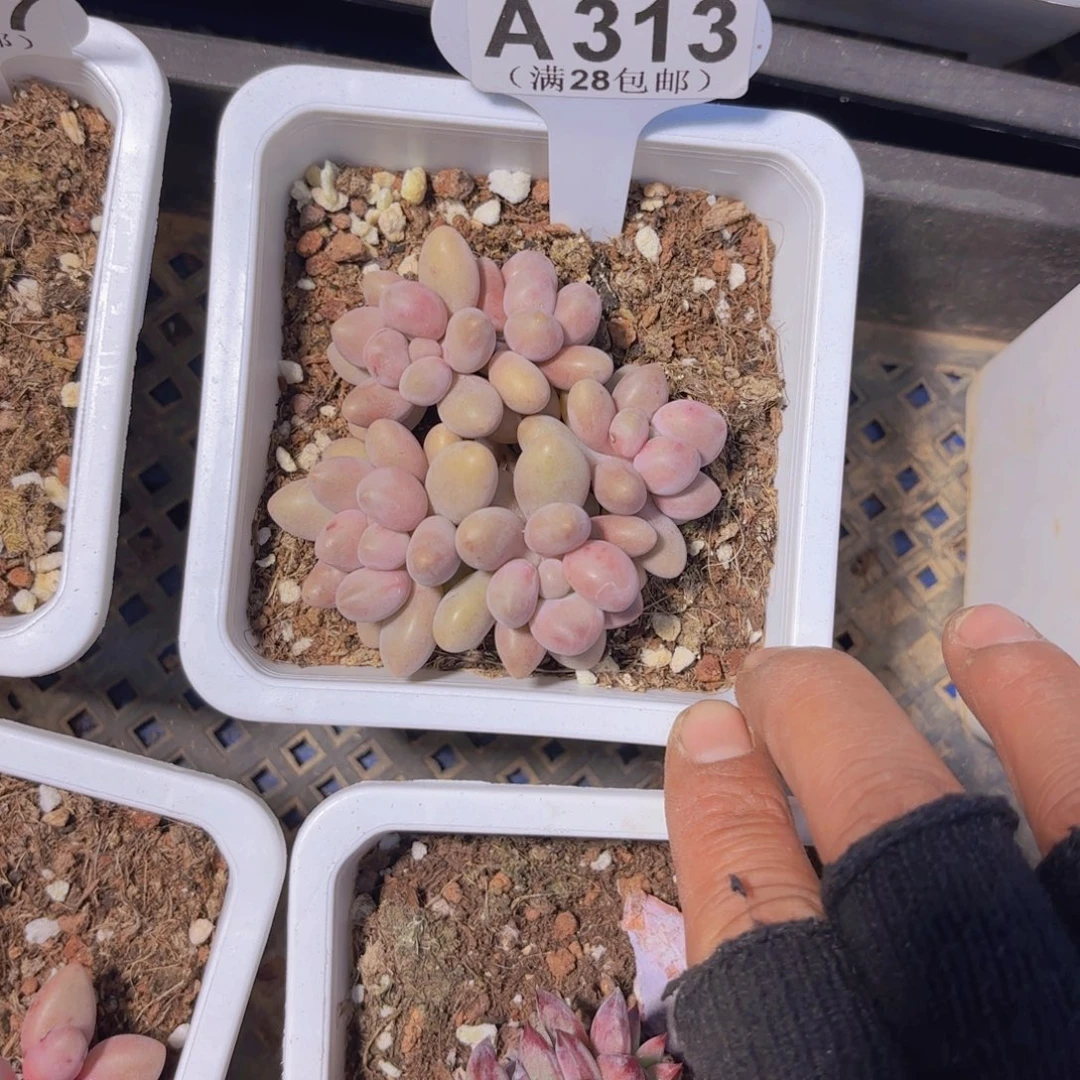 A313桃花奶一物一拍