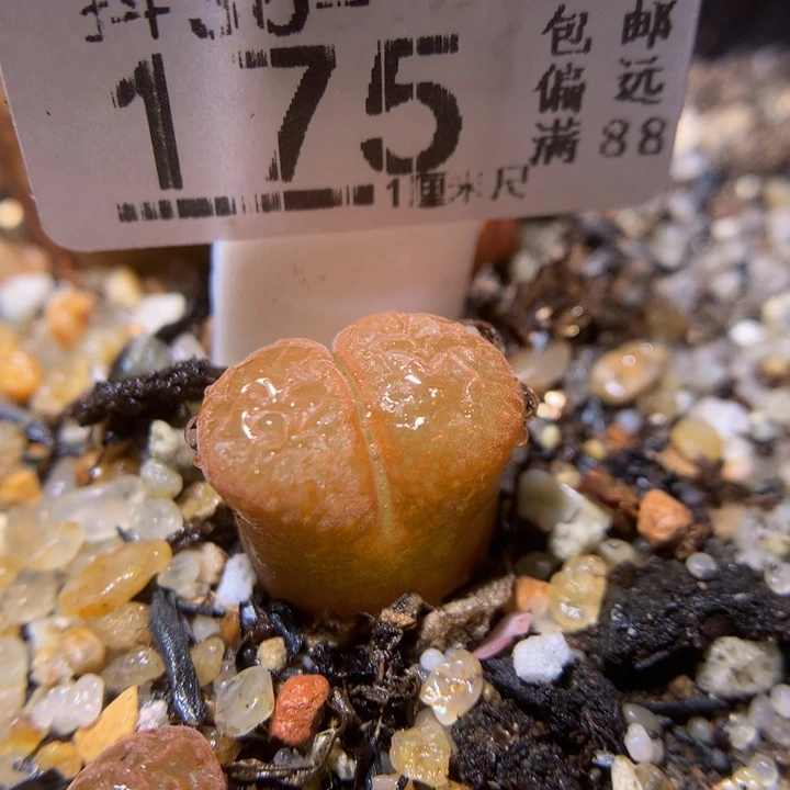 j**a精品生石花36.175