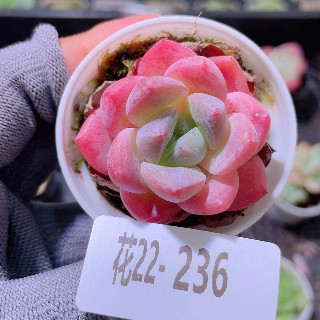 花利美22-236冰玉