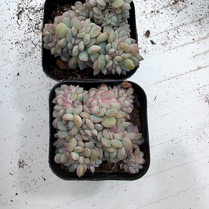 抹**姐青蛙王子儿童牙膏套装111