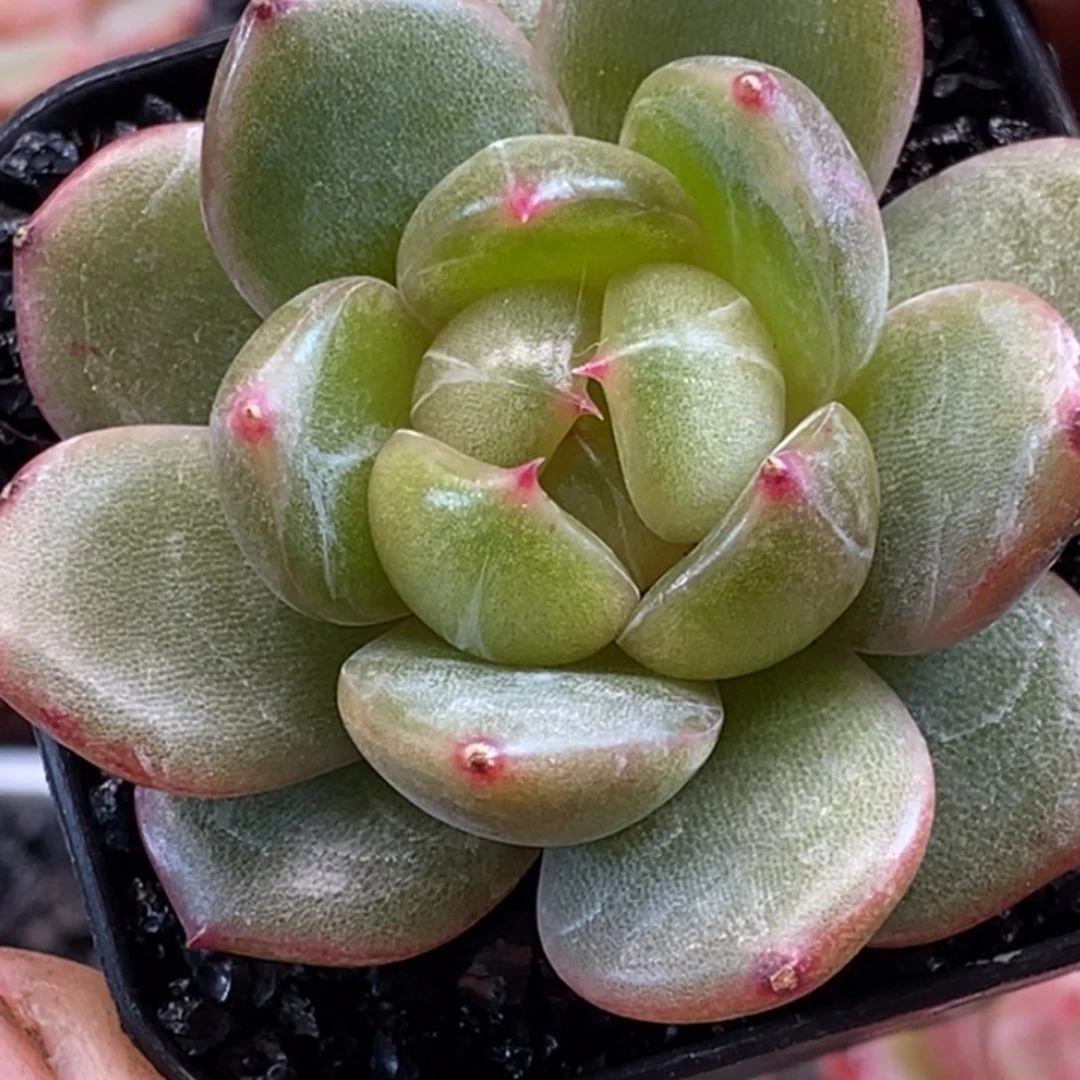 天官赐福百无禁忌