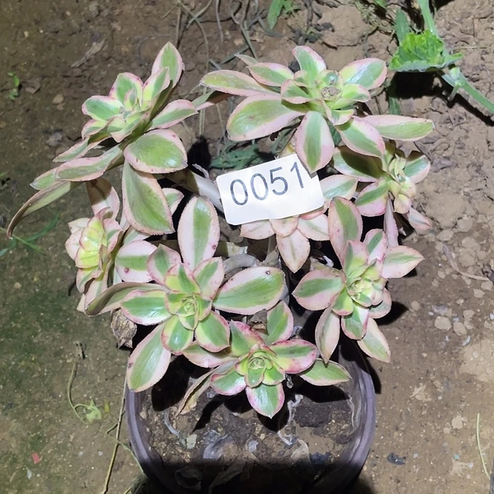 多肉植物法师51燕姿锦