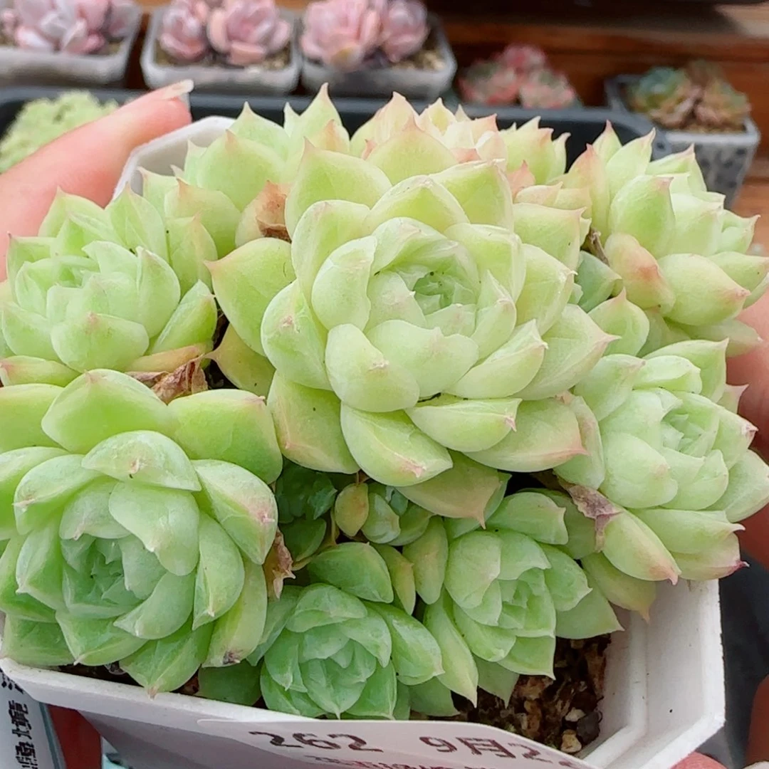 花语逸镜0922-262散