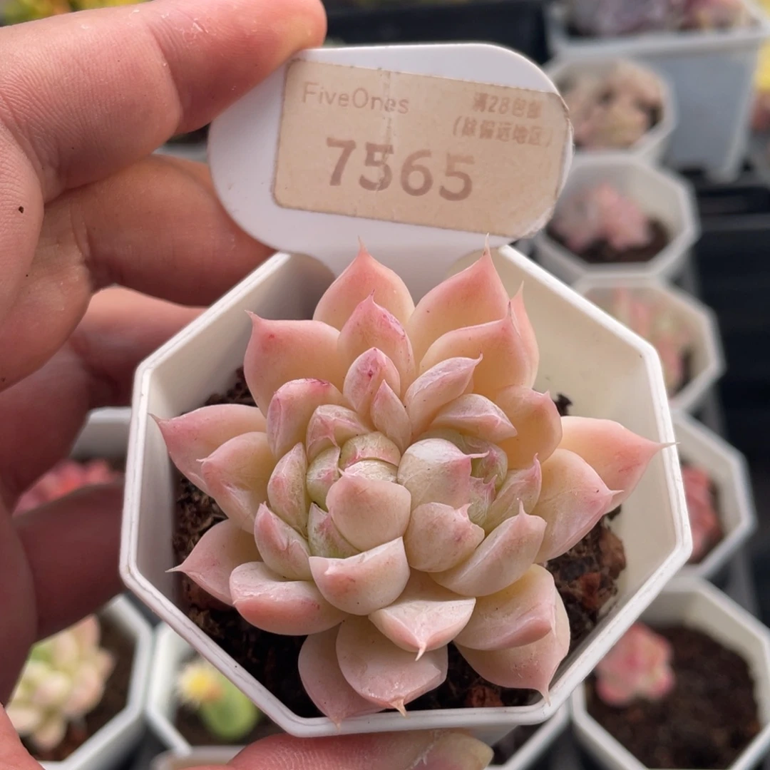 女王7565-6.0厘米