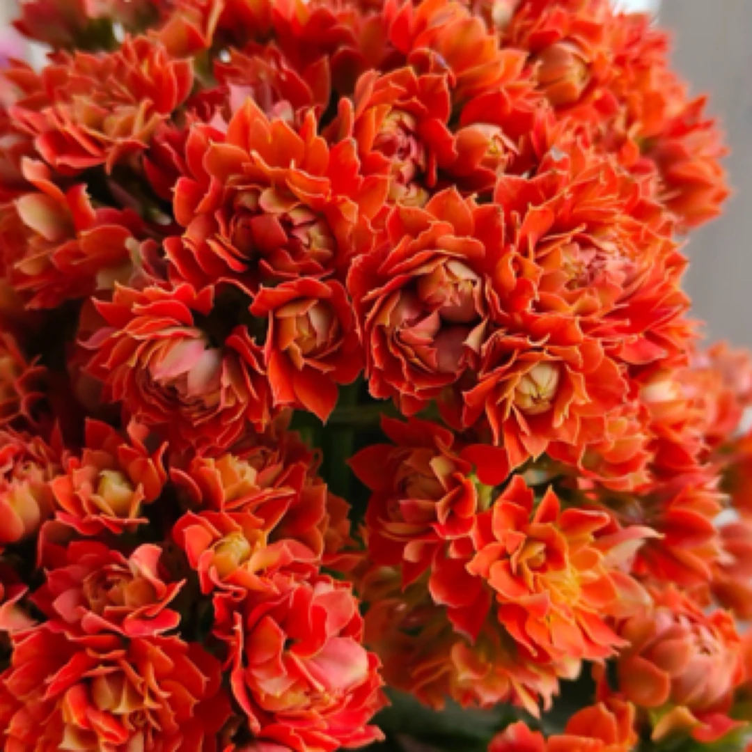 【火麒麟110盆】稀有品种 一代种苗长寿 室内懒人花盆栽