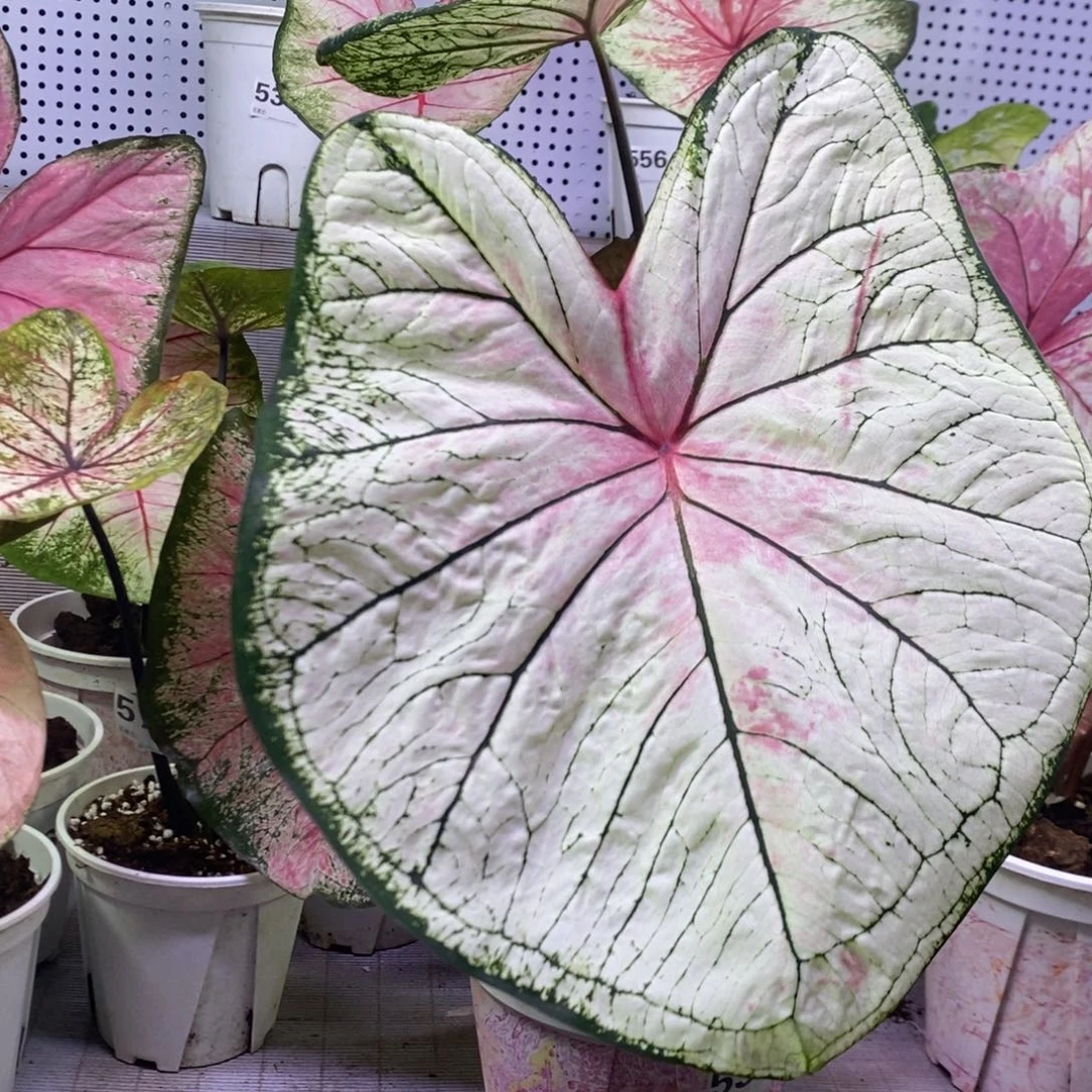 【闪购商品】不开花植物白莫妮卡532