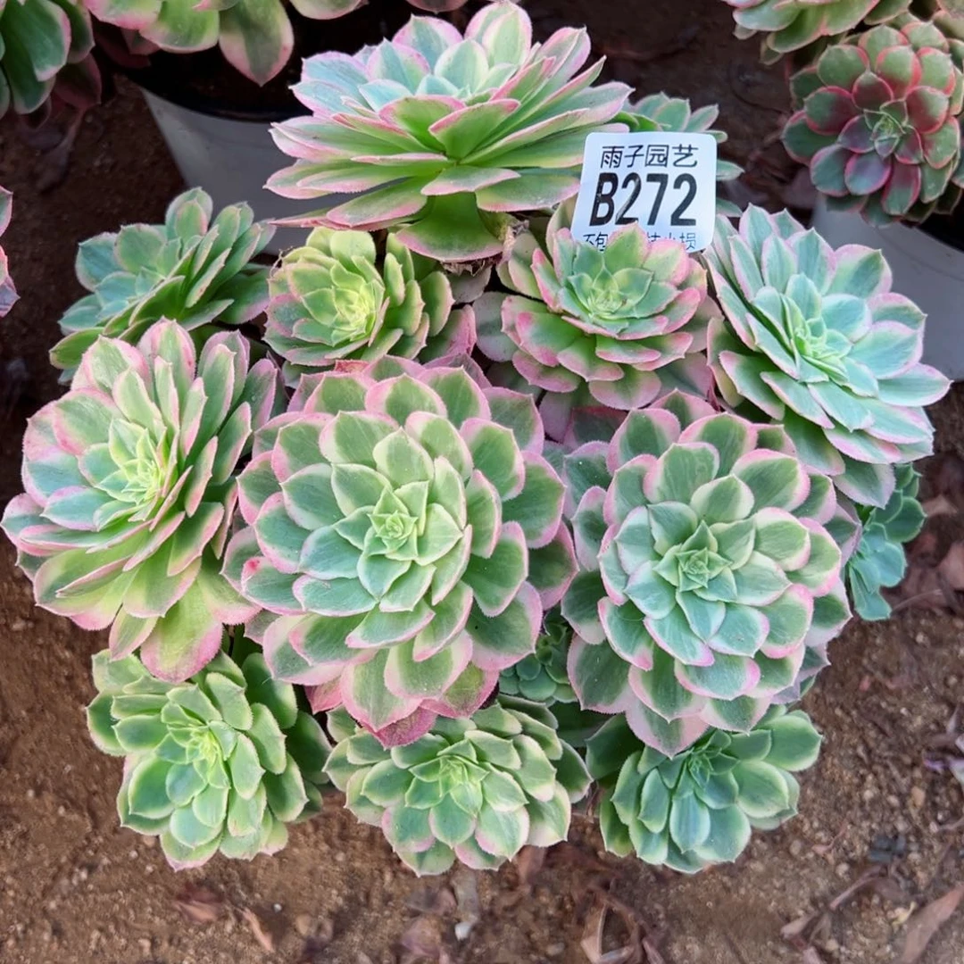 272海王尺寸20左右