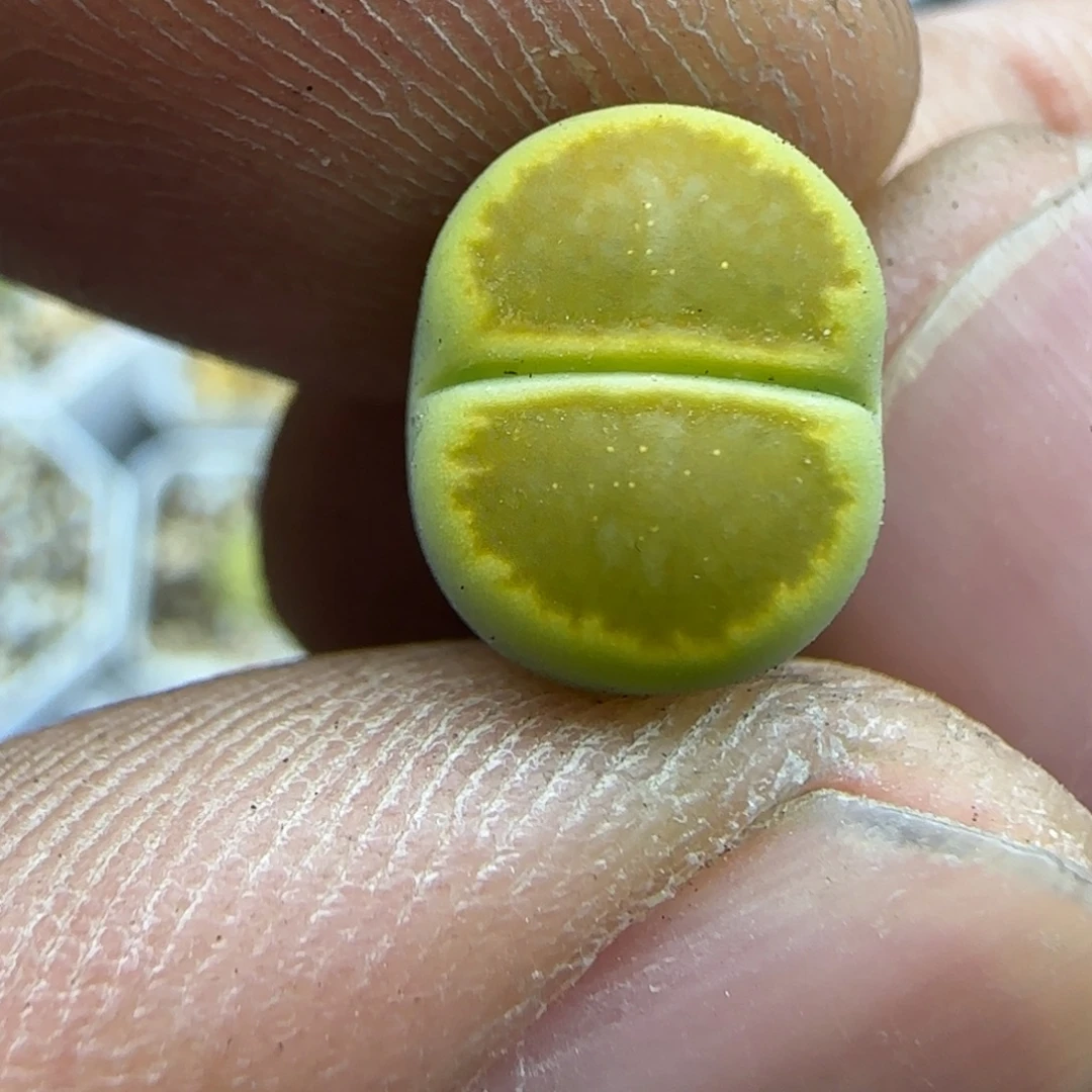 051 生石花大棚直播