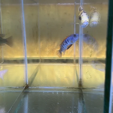 小****海水鱼189号111111111