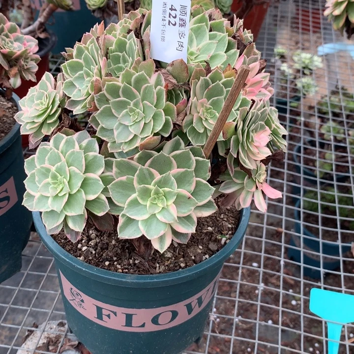 422莲花座多肉植物特价