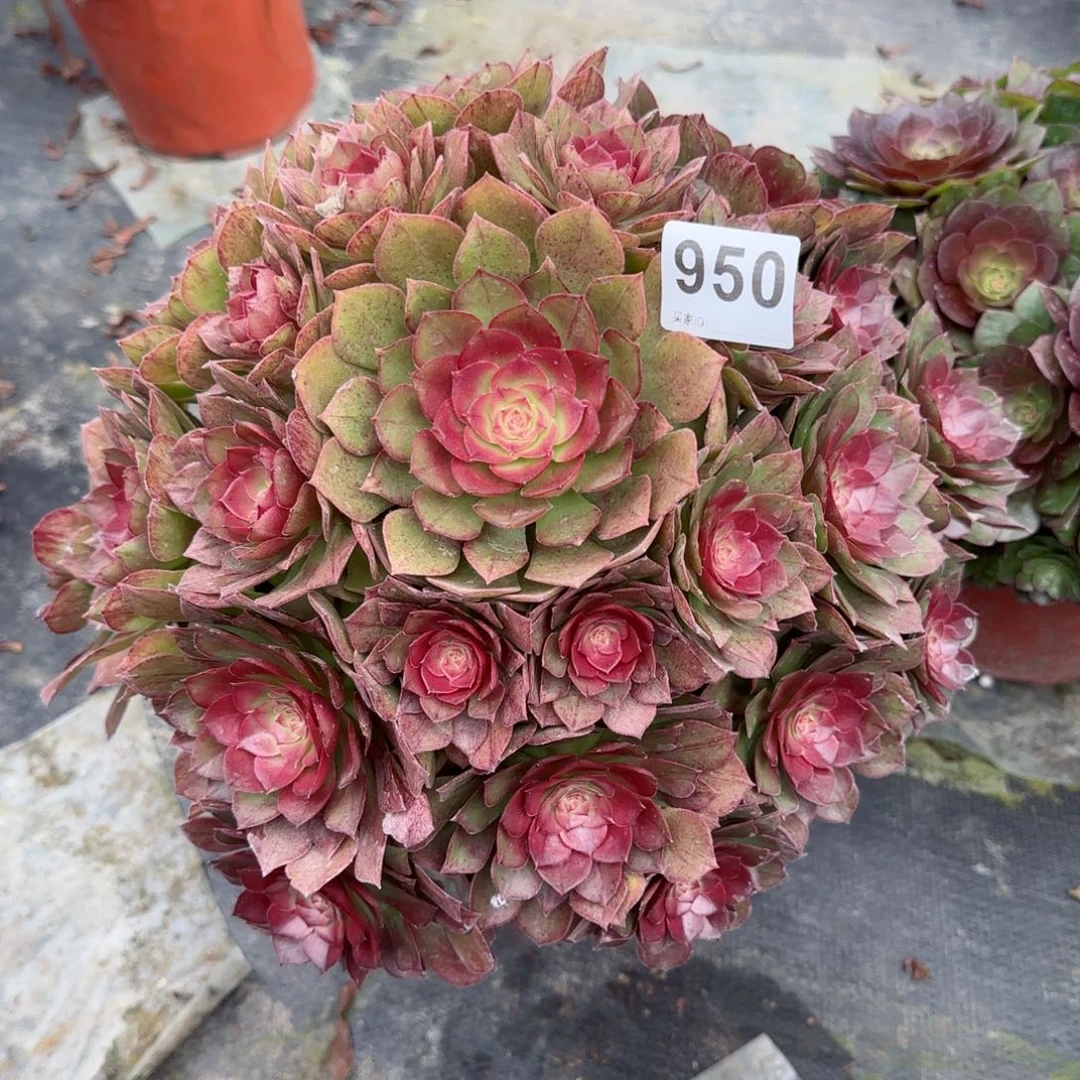 爱**己950多肉植物桃花石