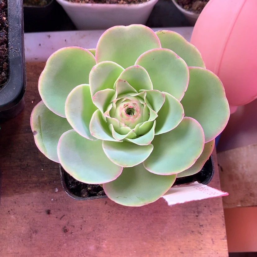 【闪购商品】北**雨粉色甜心385