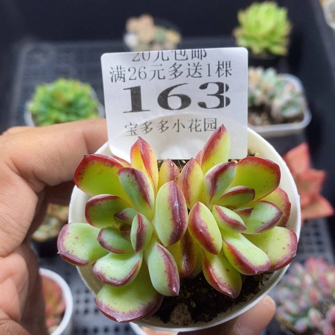 肉酱玫瑰一物一拍满20包邮满26送一颗多肉