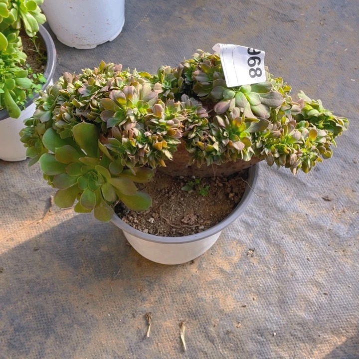 多肉柠檬玫瑰缀化968