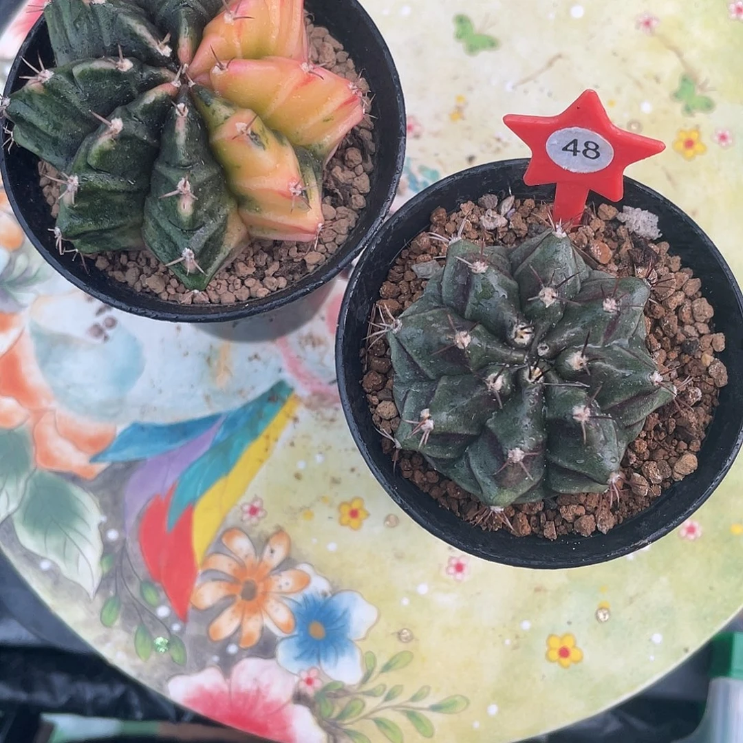 1-48两棵（买一送一）