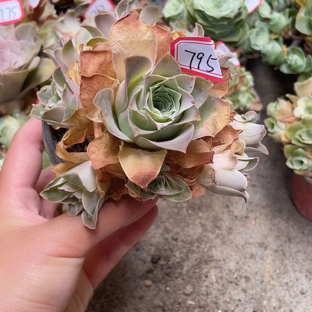 山地玫瑰多肉不售后 795