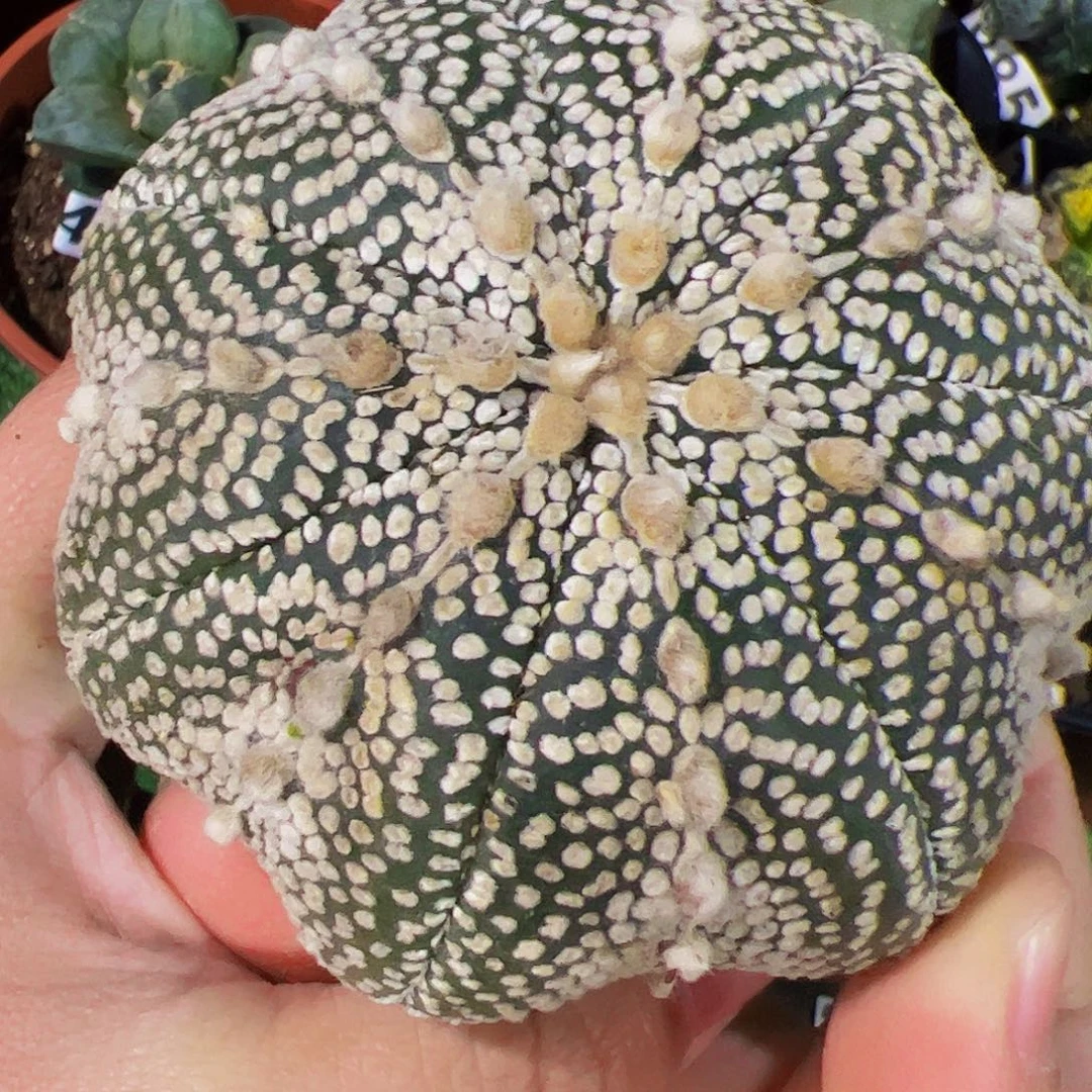 无花朵奇迹海星体兜181微瑕疵