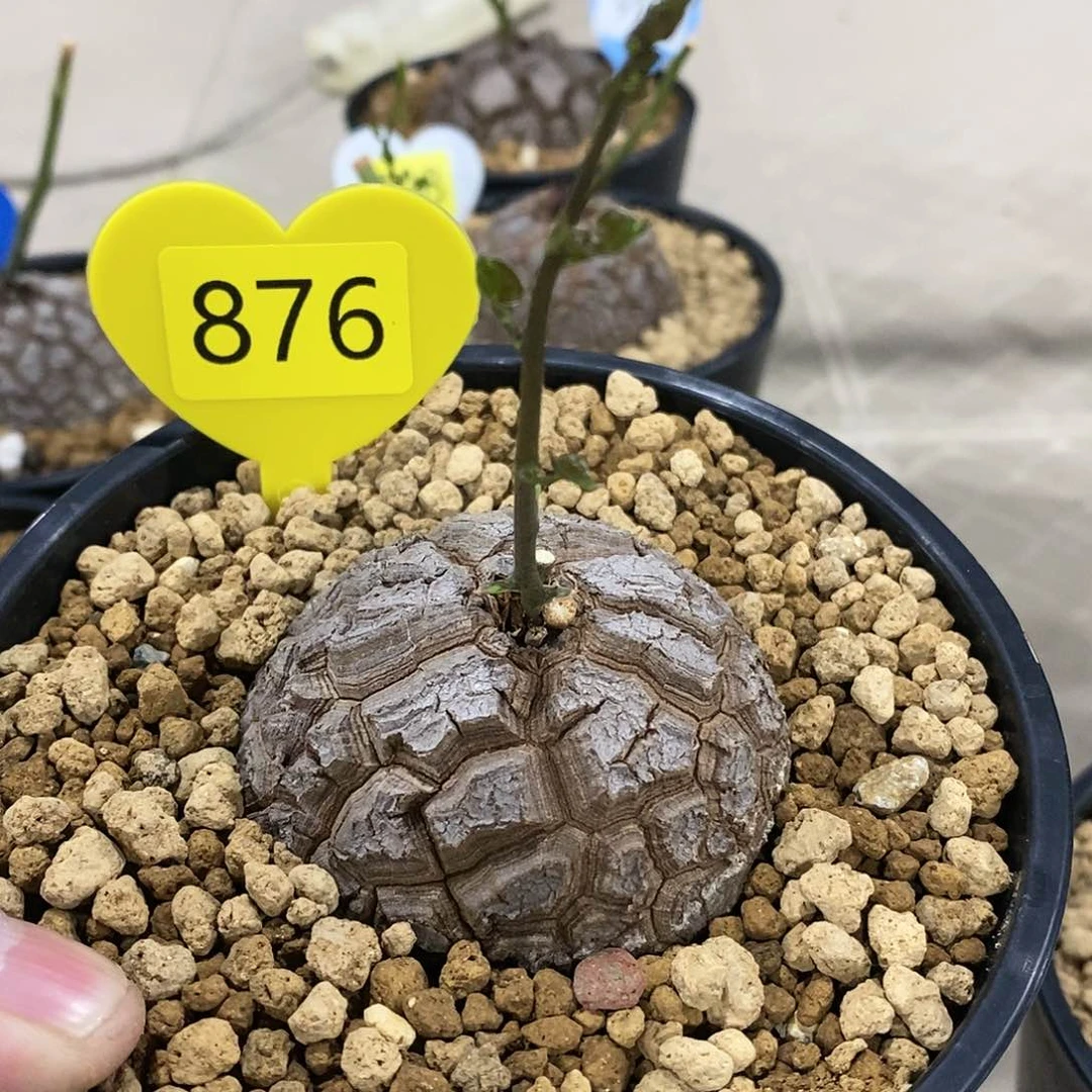 南非龟甲龙龟甲龙