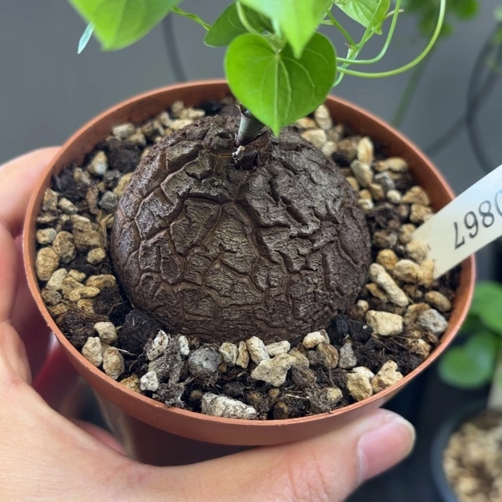 867号龟甲龙带盆包邮不退不换