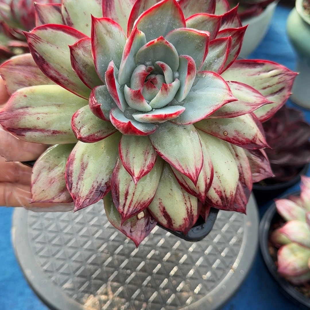 惊鸿仙子 3280.........