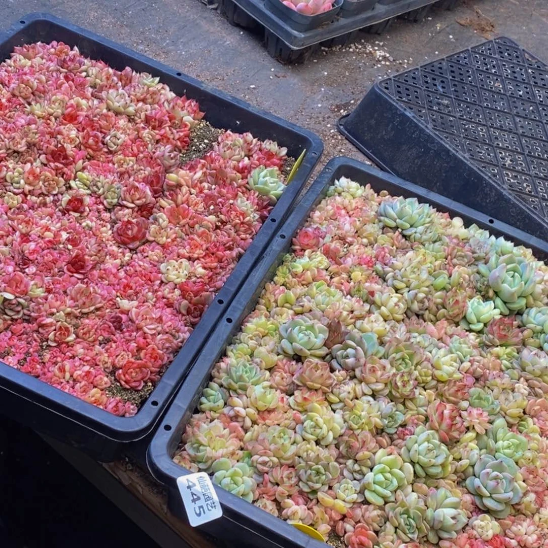 Y****羊445多肉植物保护研究所所长