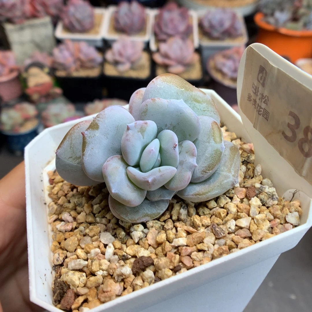 381双头奶茶石化多肉植物