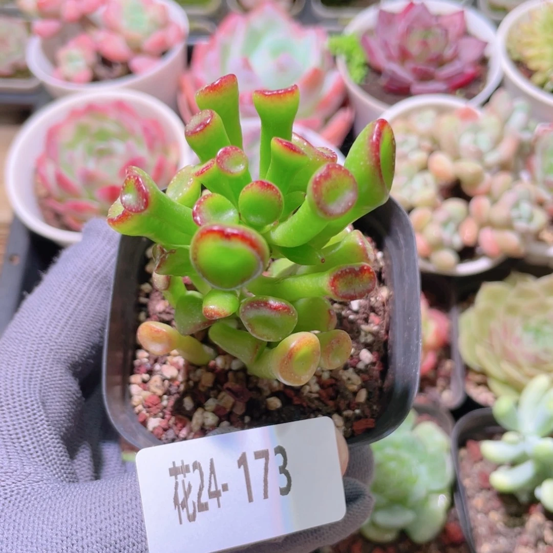 花利美24-173吸财树