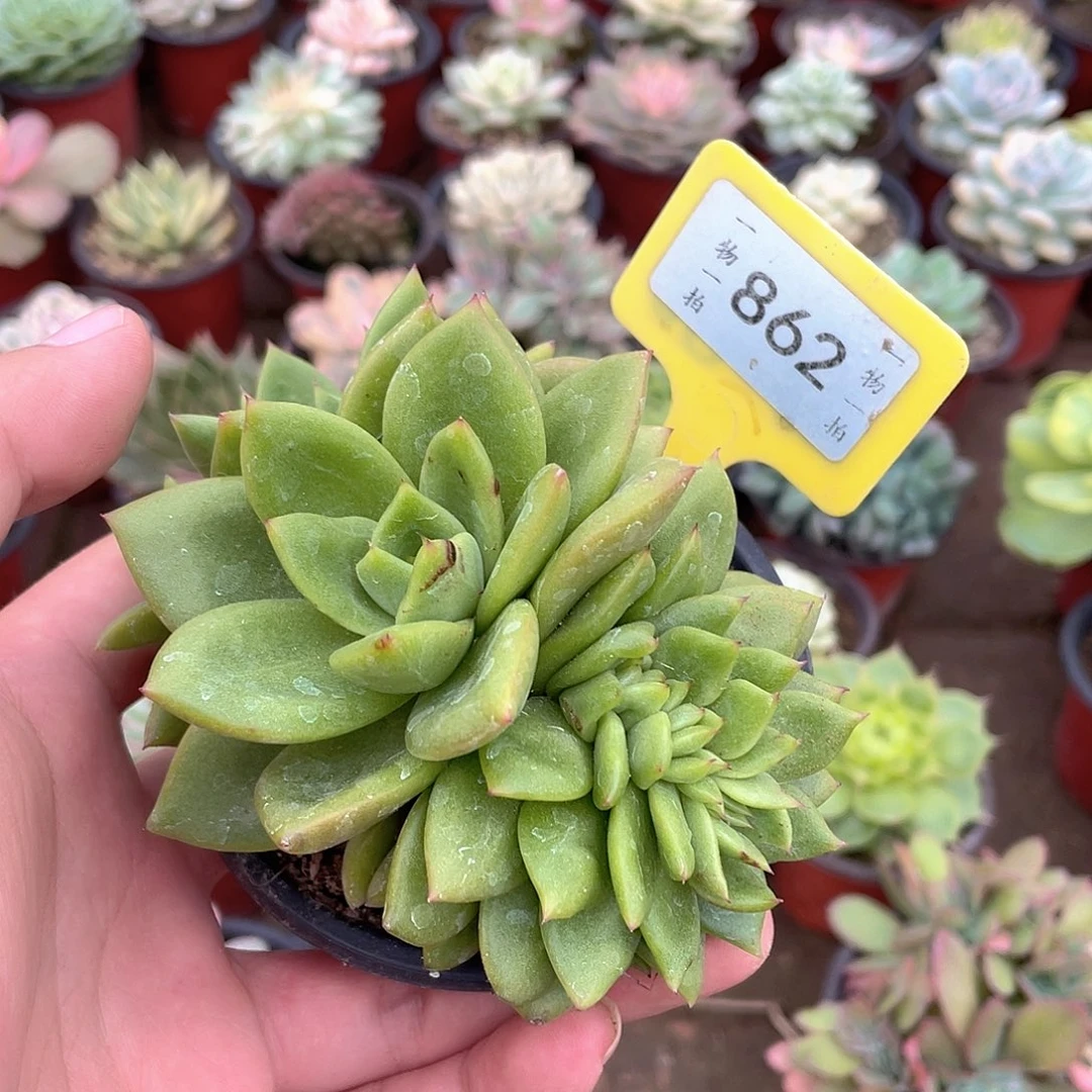 L***.862号多肉植物盆栽