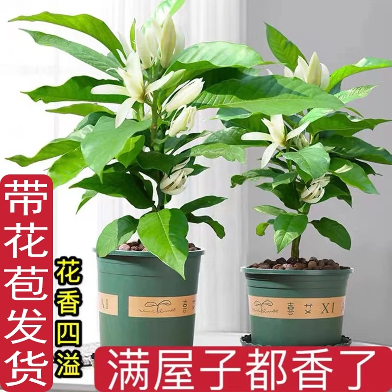 白兰花盆栽带花苞玉兰花树苗黄角兰室内庭院浓香花卉四季开花植物