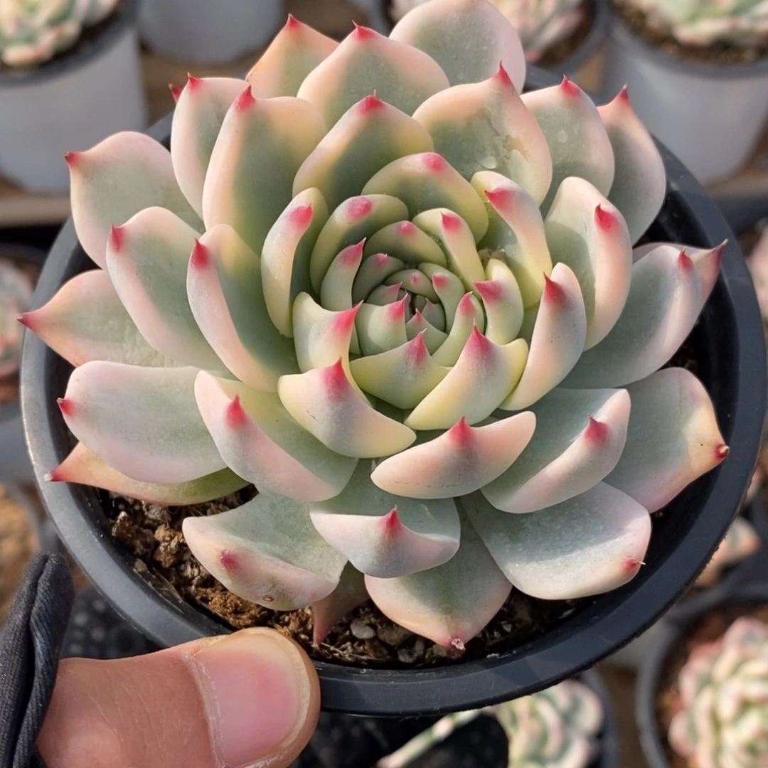 X*吉娃娃锦多肉植物