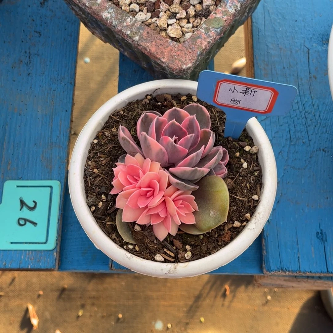 小雨多肉小新彩虹