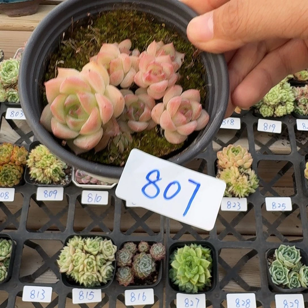 初*，初见专拍8077777777