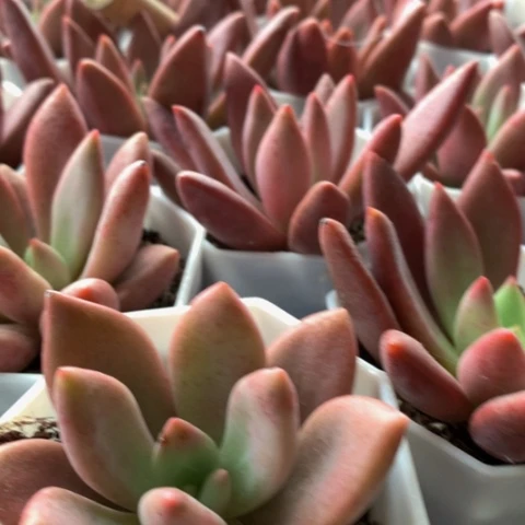 桃花源发两颗。