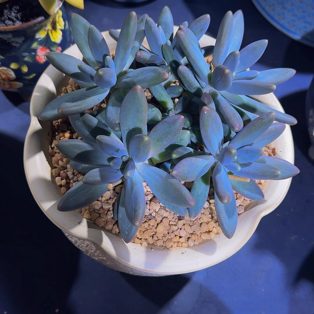 胖烟花 11头  一物一拍