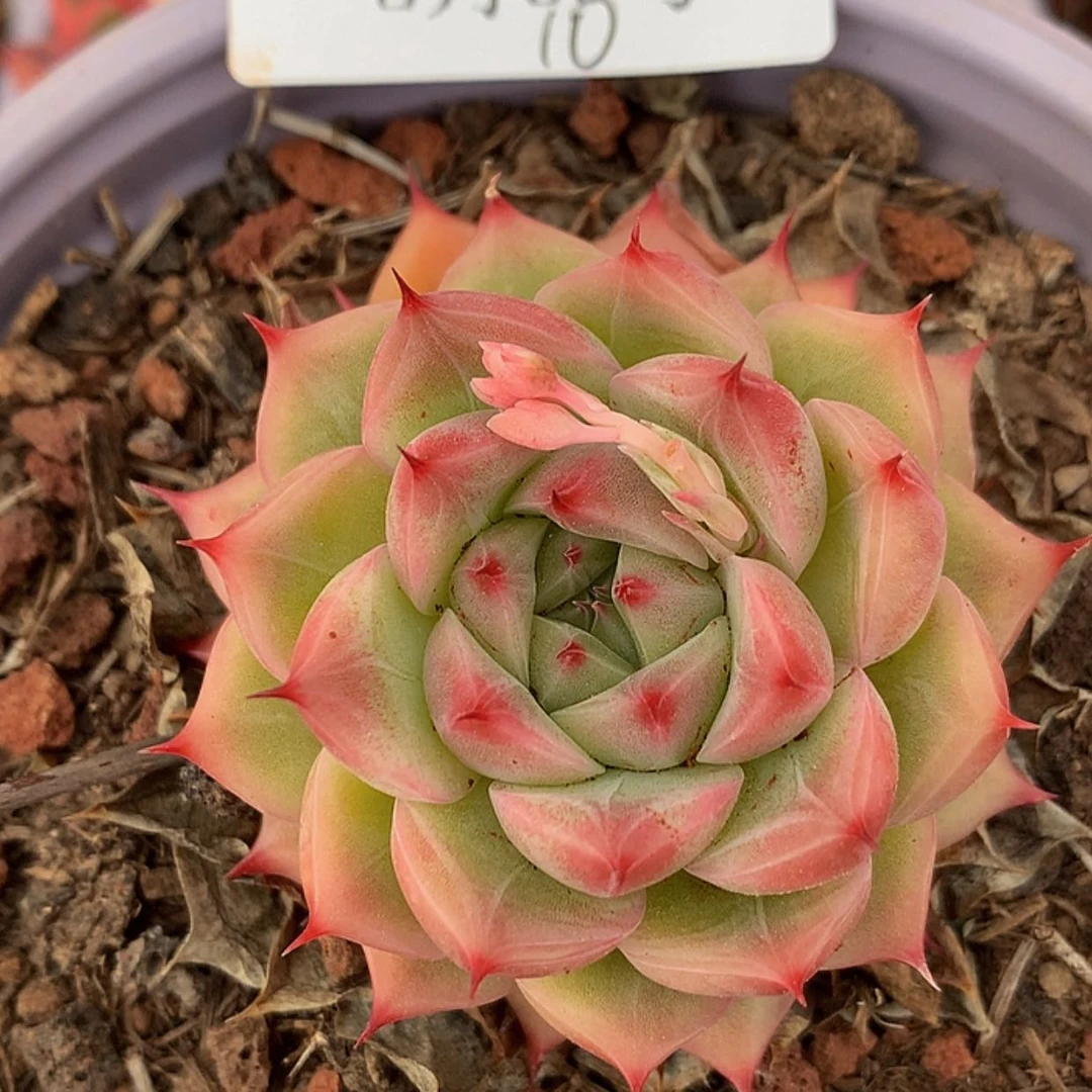 【闪购商品】云1583