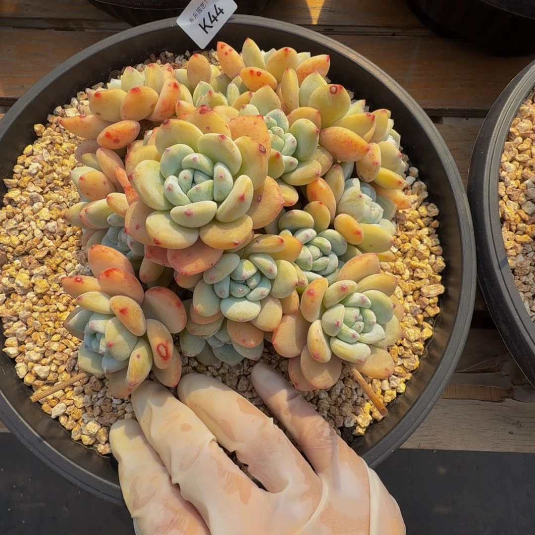 k k k k k k k k 44