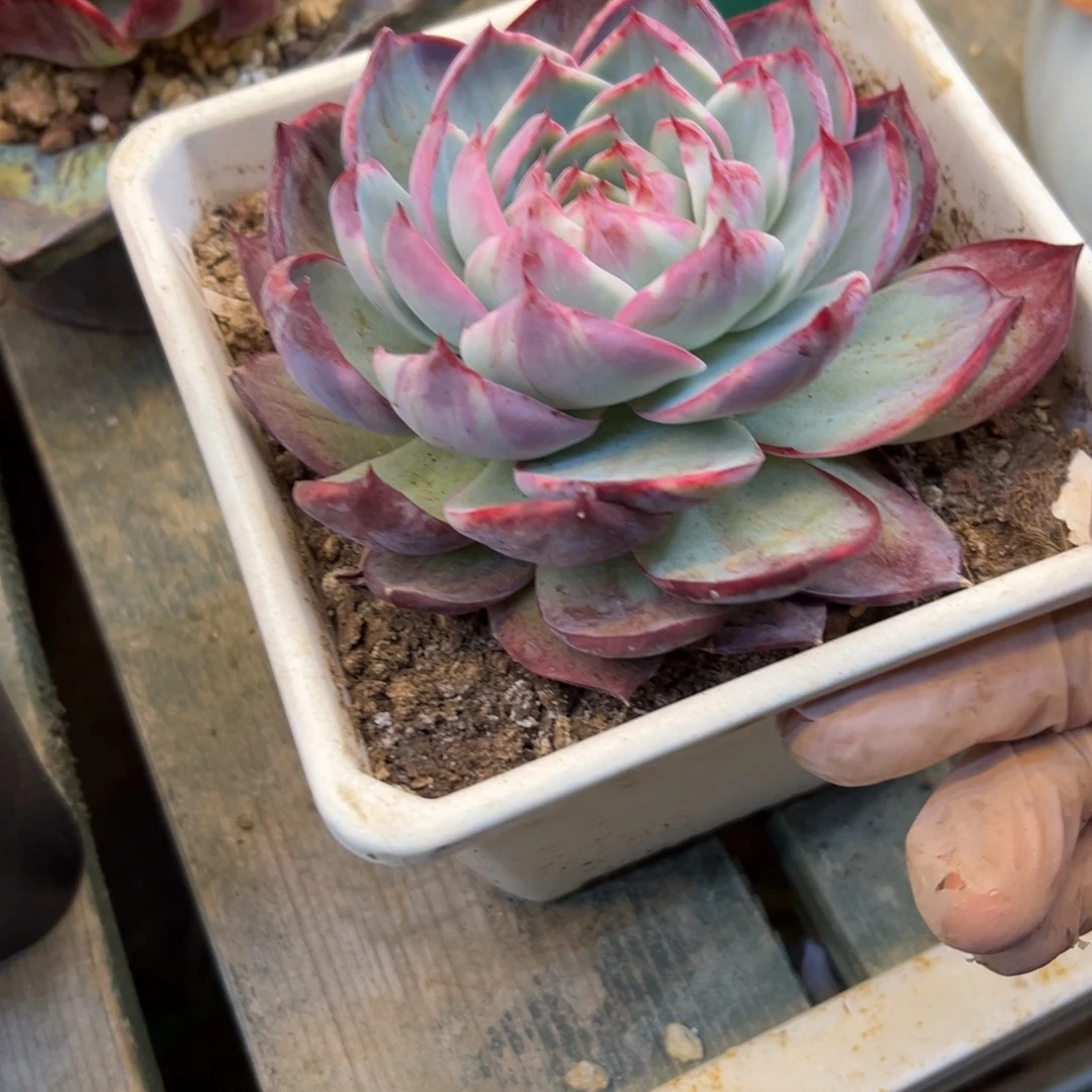 李***姐惊鸿5173号一物一拍