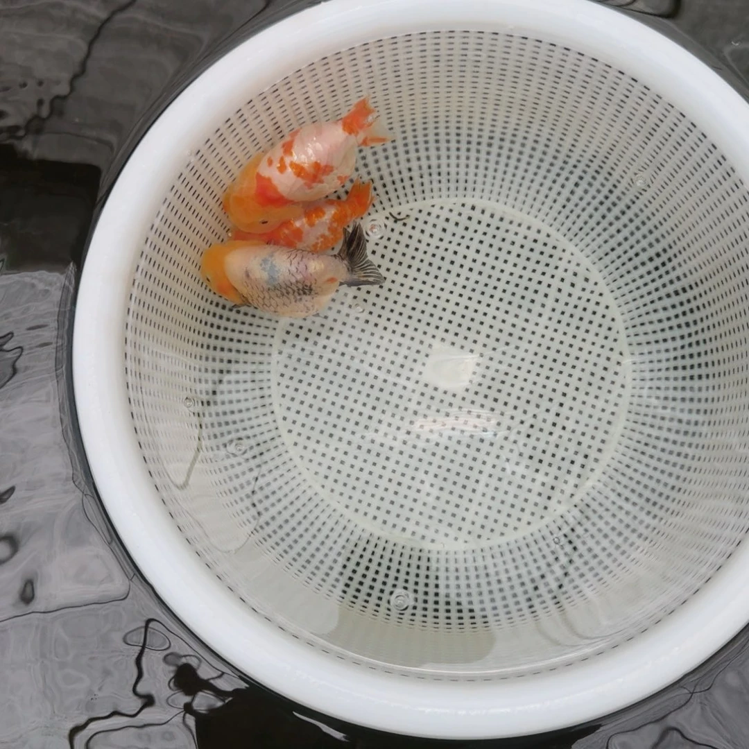 金鱼4个点的三条小可爱